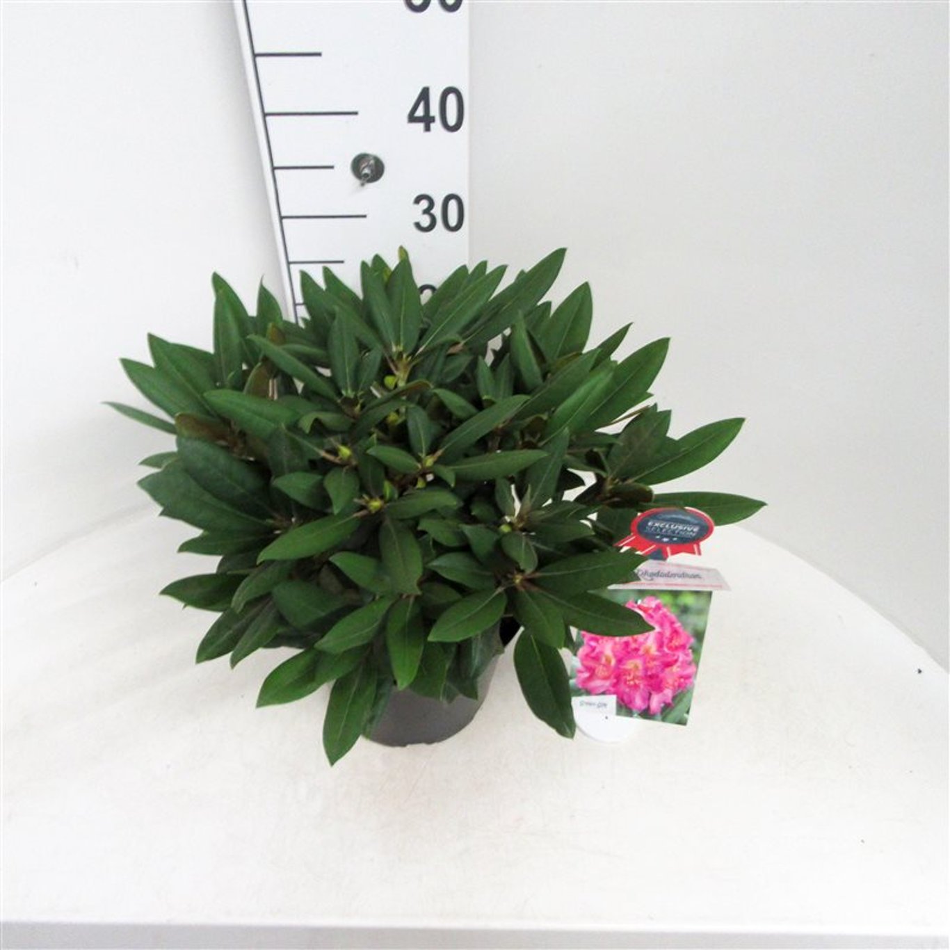 Rhododendron – Rhododendron (Y); 'Bohlken's L.berg' - C5 25-30 CM